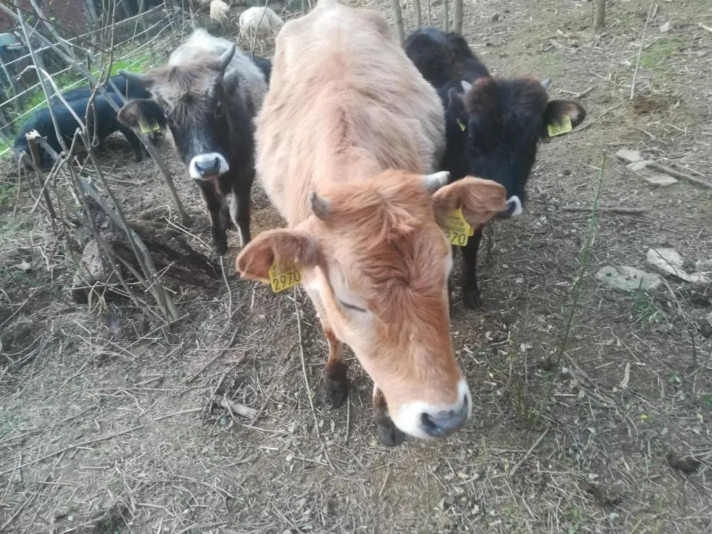 Slika 16
